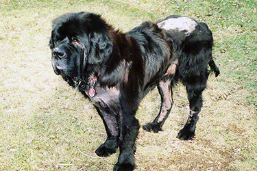 newfoundland dog rescue dogs